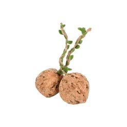 AniOne Balles en liège avec hochet 4 cm^ Jouets Souris Et Balles Pour Chats|Jouets